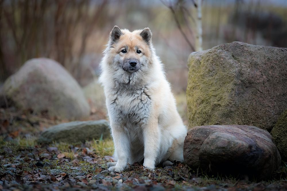 &hellip;Berliner Winter&hellip; Foto &amp; Bild winter, hunde, hund Bilder auf