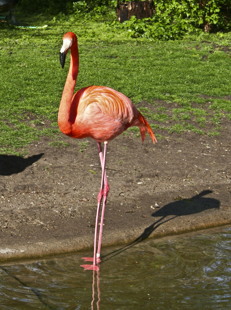 Berliner Zoo