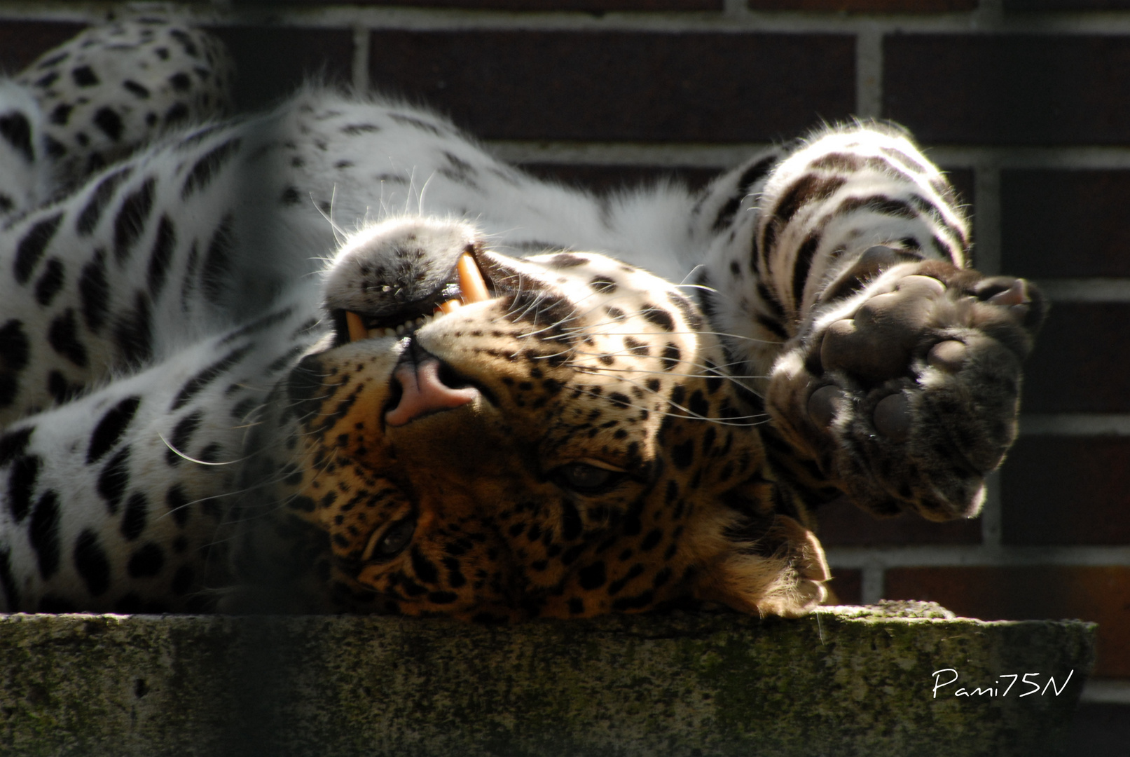 Berliner zoo