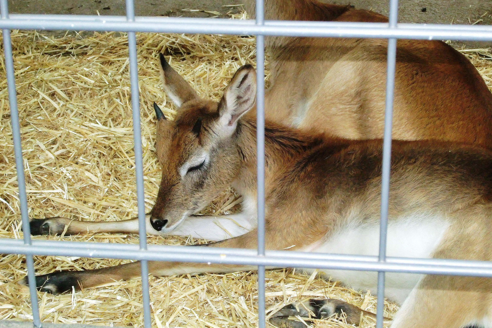 Berliner Zoo