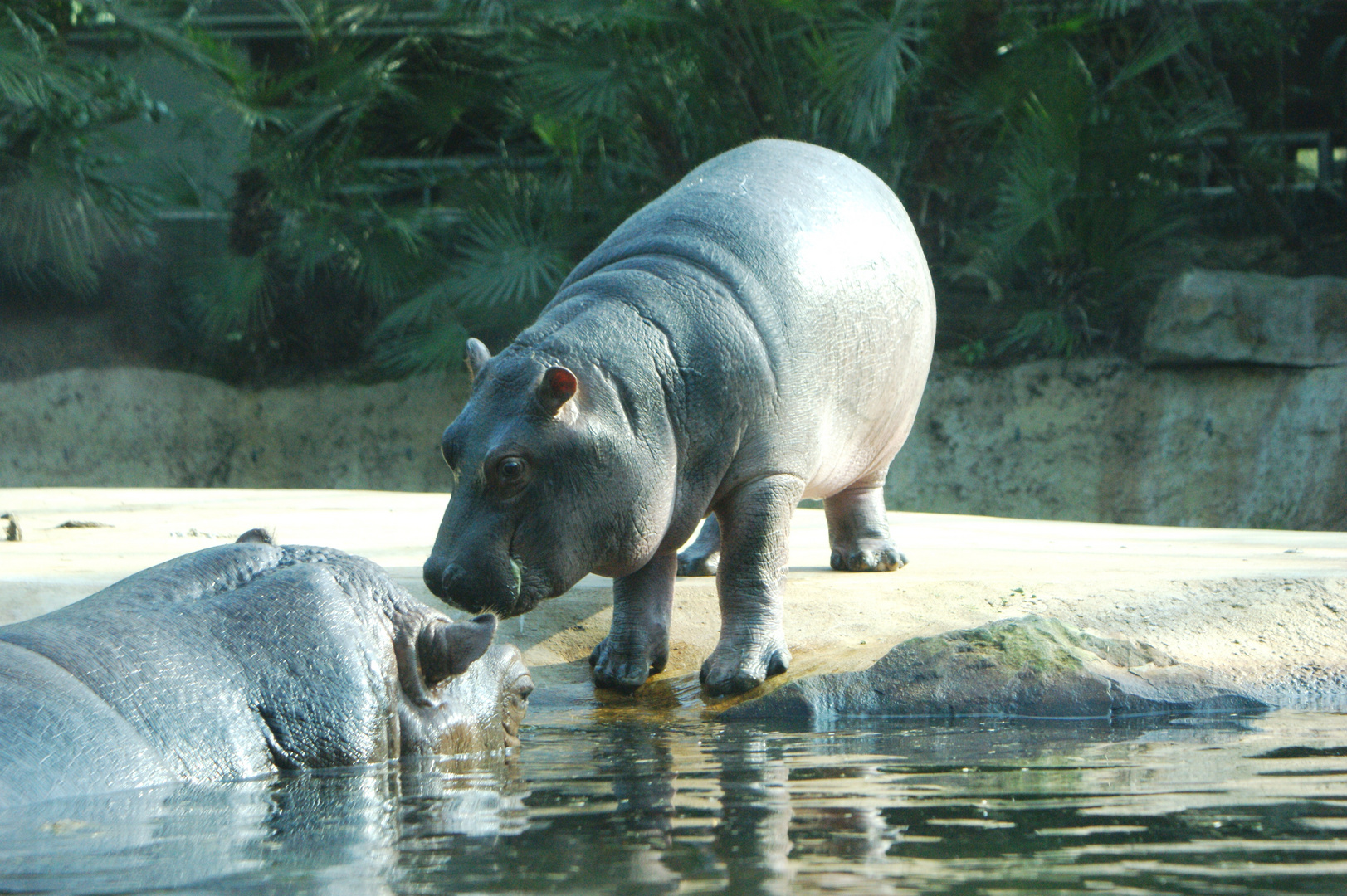 Berliner Zoo