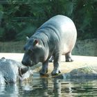 Berliner Zoo