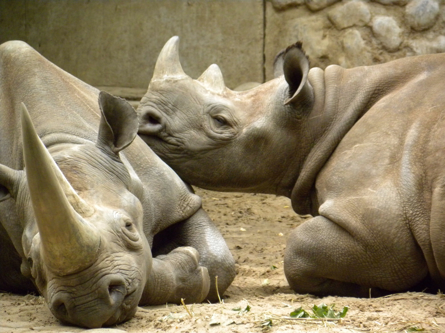 Berliner Zoo