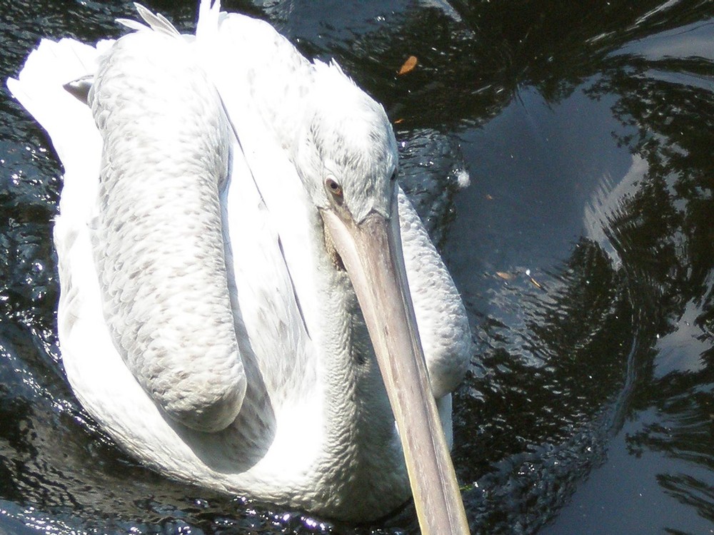 Berliner Zoo