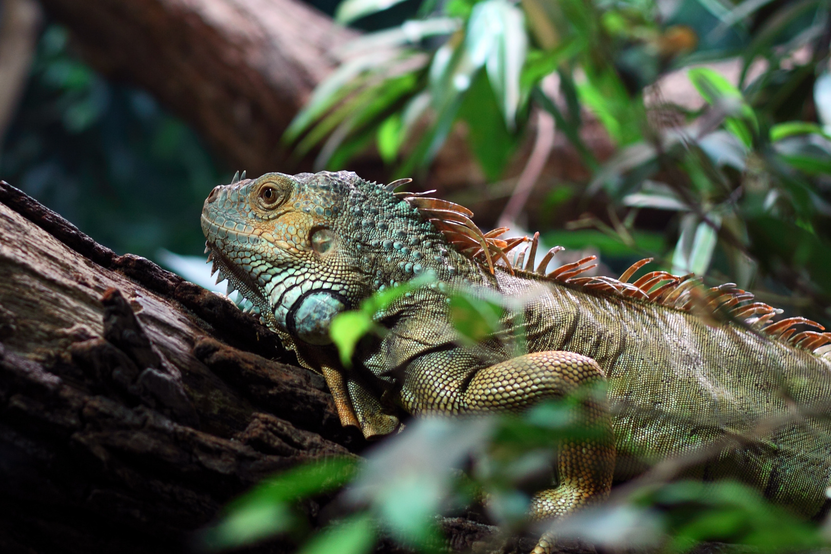 Berliner Zoo Aquarium