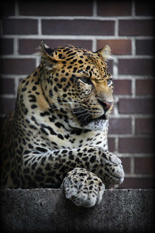 Berliner Zoo