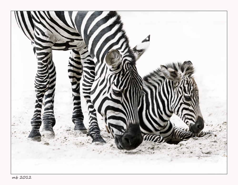 Berliner ZOO