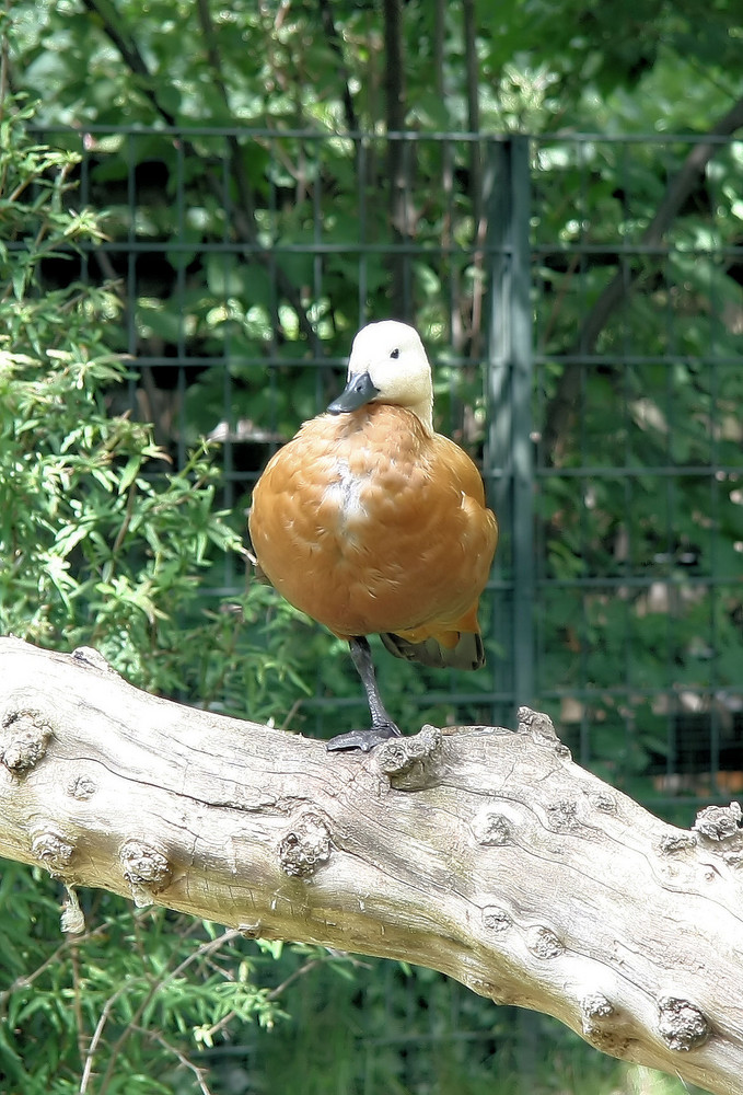 Berliner Zoo