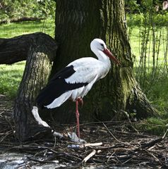 Berliner Zoo_1