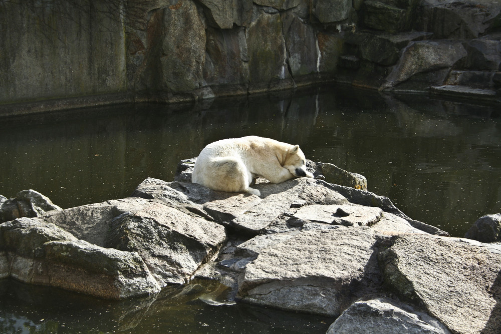 Berliner Zoo_2