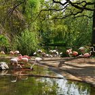 Berlinier Zoo