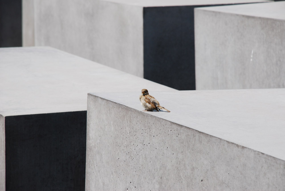 Berlino - monumento in memoria dell'olocausto