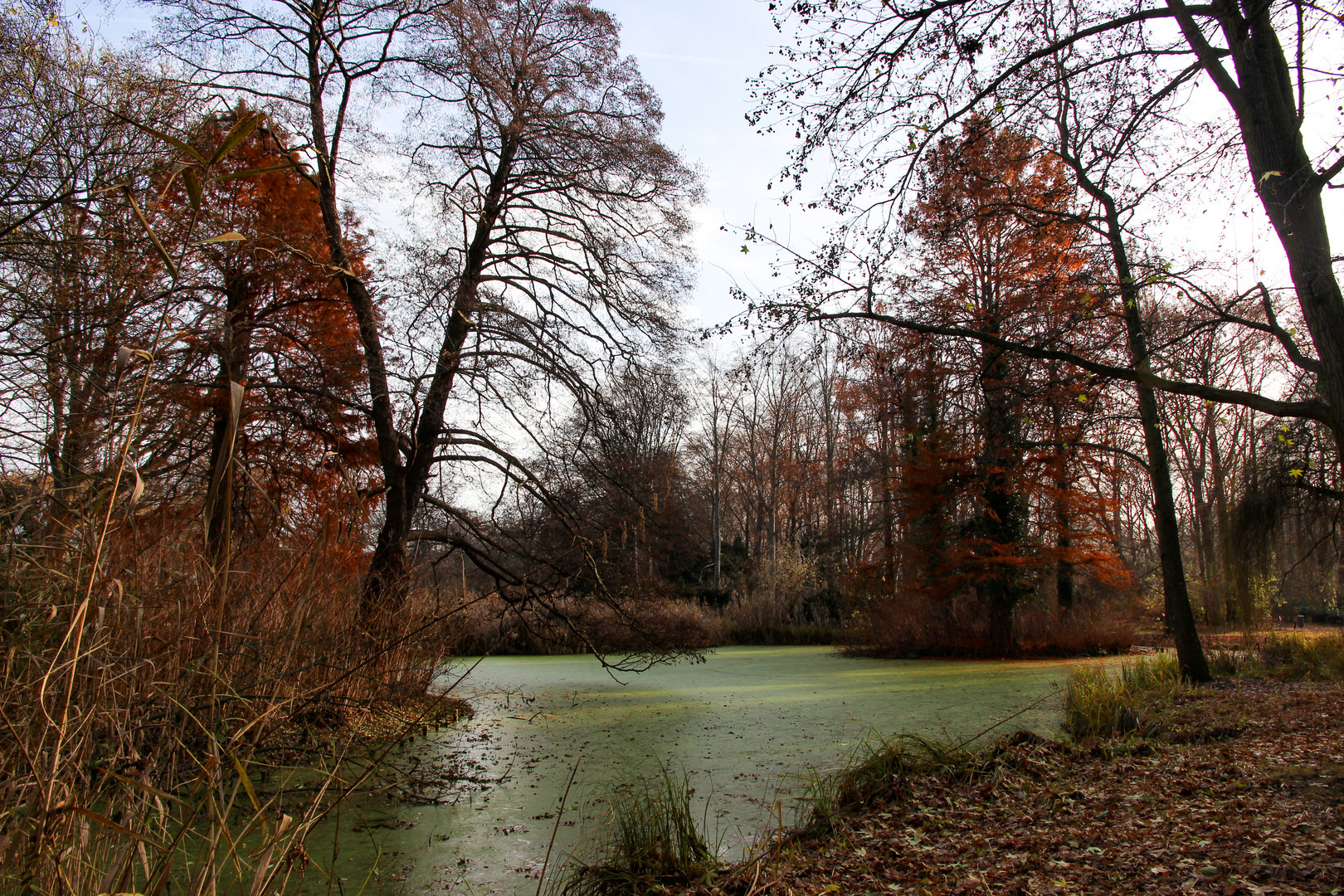 Berlin_Sumpfzypresse_englischerG_JHG (21)