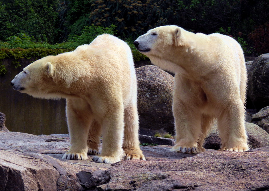 Berlin_Zoo_Bears_MR_PSig