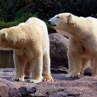 Berlin_Zoo_Bears_MR_PSig