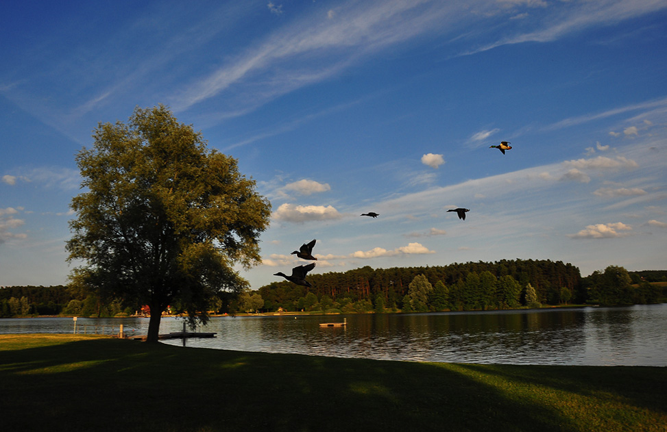 "Bermuda-Baum am Rothsee.........."