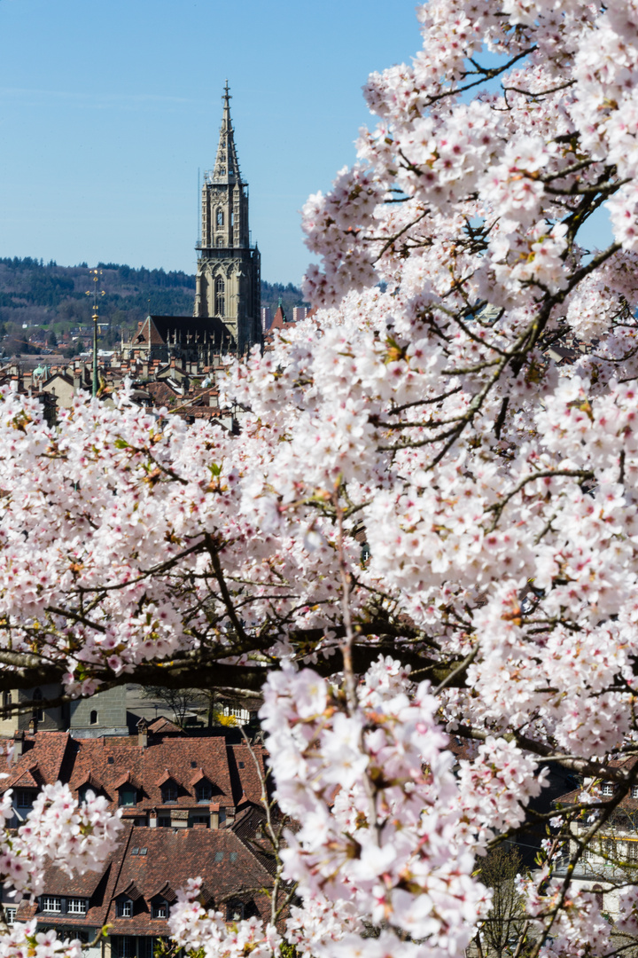 Bern blüht - Aus- und Durchblicke