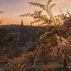 Bern im Blütenrausch