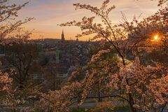 Bern im Blütenrausch