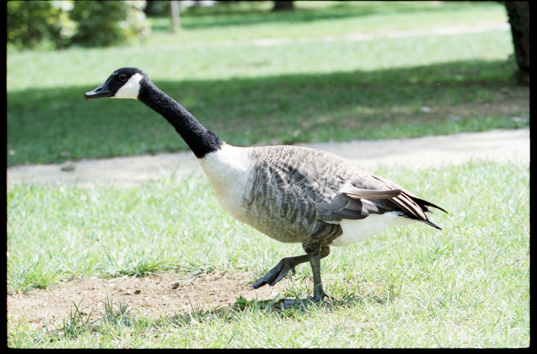 Bernache oder Canada Gans