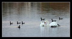 " Bernaches et cygnes "