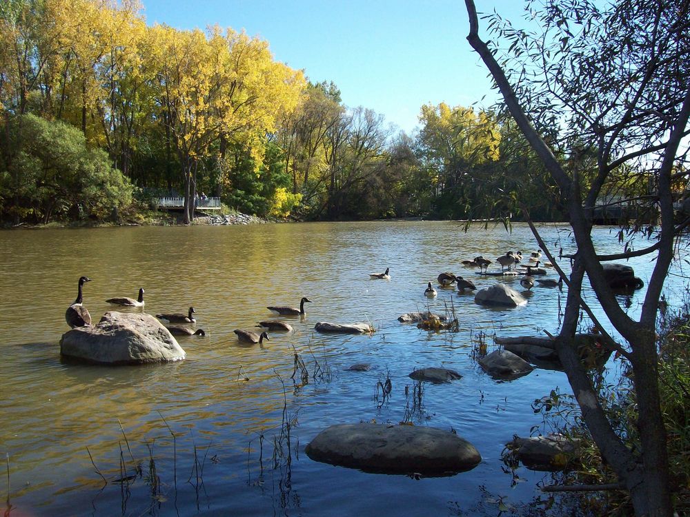 bernaches sur la rivière Des Prairies photo et image les saisons