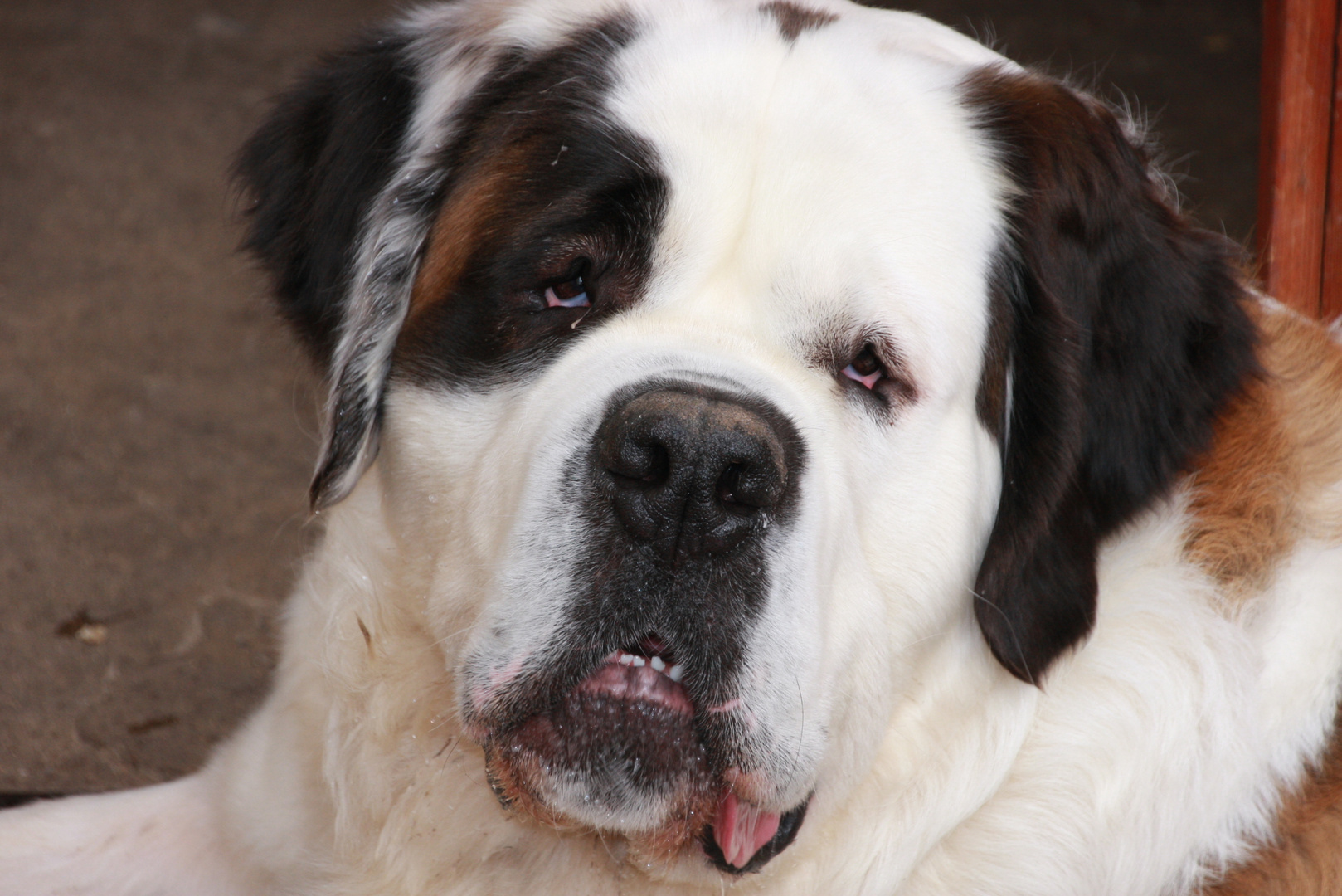 Bernardiner Foto & Bild | tiere, haustiere, hunde Bilder ...