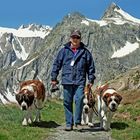 Bernardiner Hunde auf dem Grossen St. Bernhardpass 16.06.2008