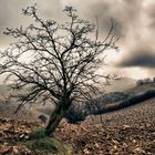 Bernardo's Field at Wintertime, Monsampolo del Tronto