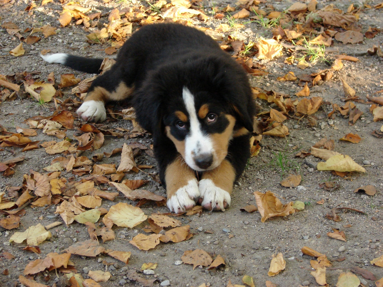 Berner-Baby im Wald