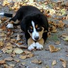 Berner-Baby im Wald