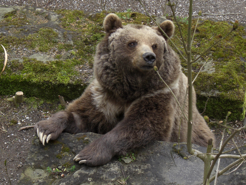 Berner Bär im Bärengraben