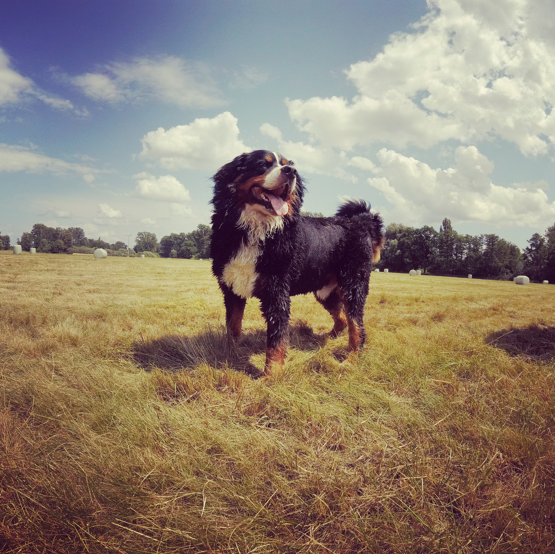 Berner beim Sonnenbad