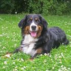 Berner im Garten