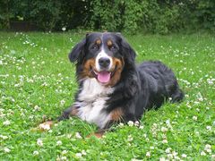 Berner im Garten