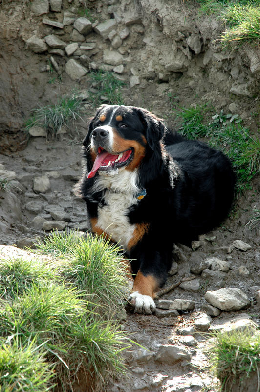 Berner im Glück