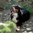 Berner im Glück