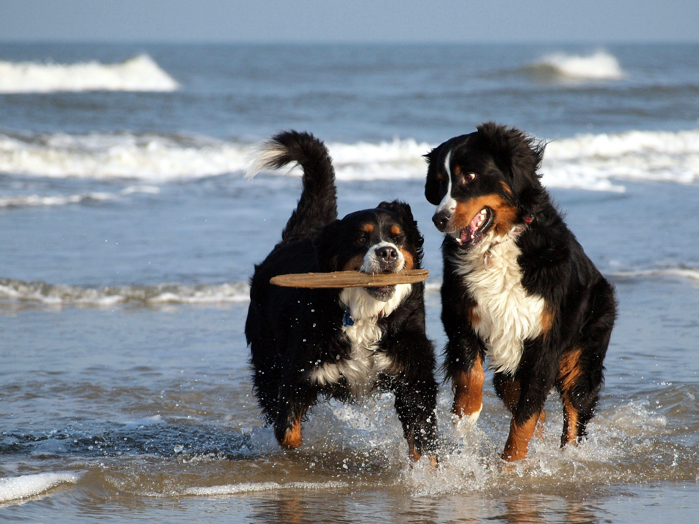 Berner in Action