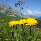 Berner Oberland