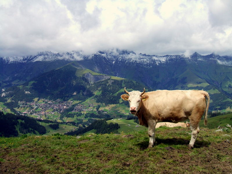 Berner Oberland Teil 5