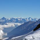 Berner Riesen in der Schweiz