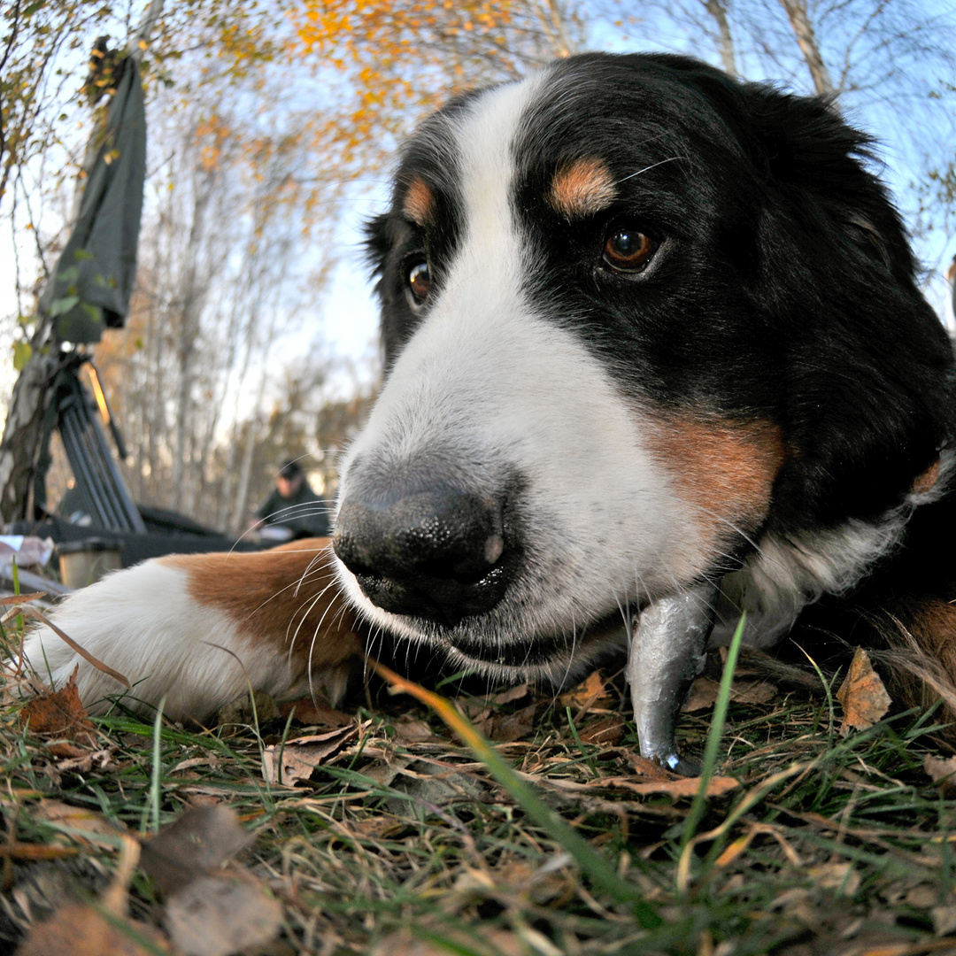 Berner Sardinenhund