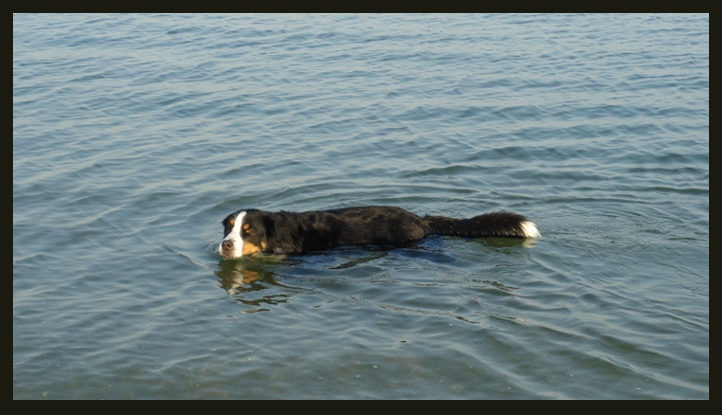 Berner Seehund