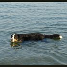 Berner Seehund