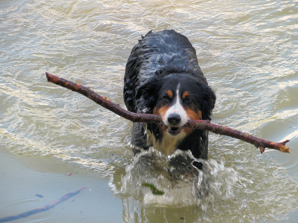 "Berner Senn" apportiert ...