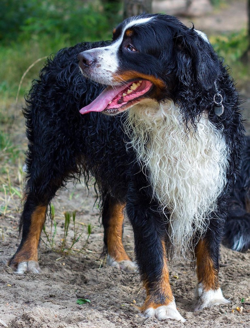 Berner Sennen