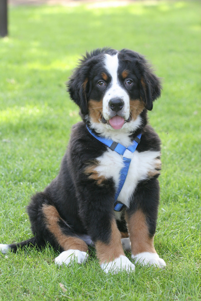 berner sennen hund 02