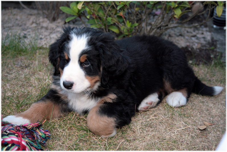 Berner Sennen Welpen eines Freundes....