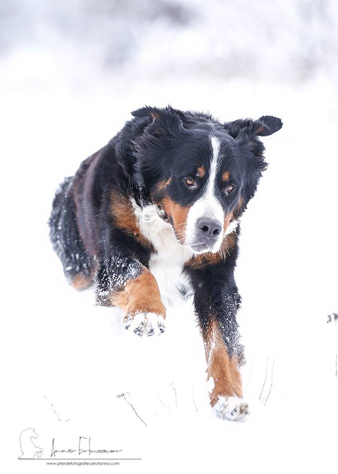 Berner Sennenhündin Billy