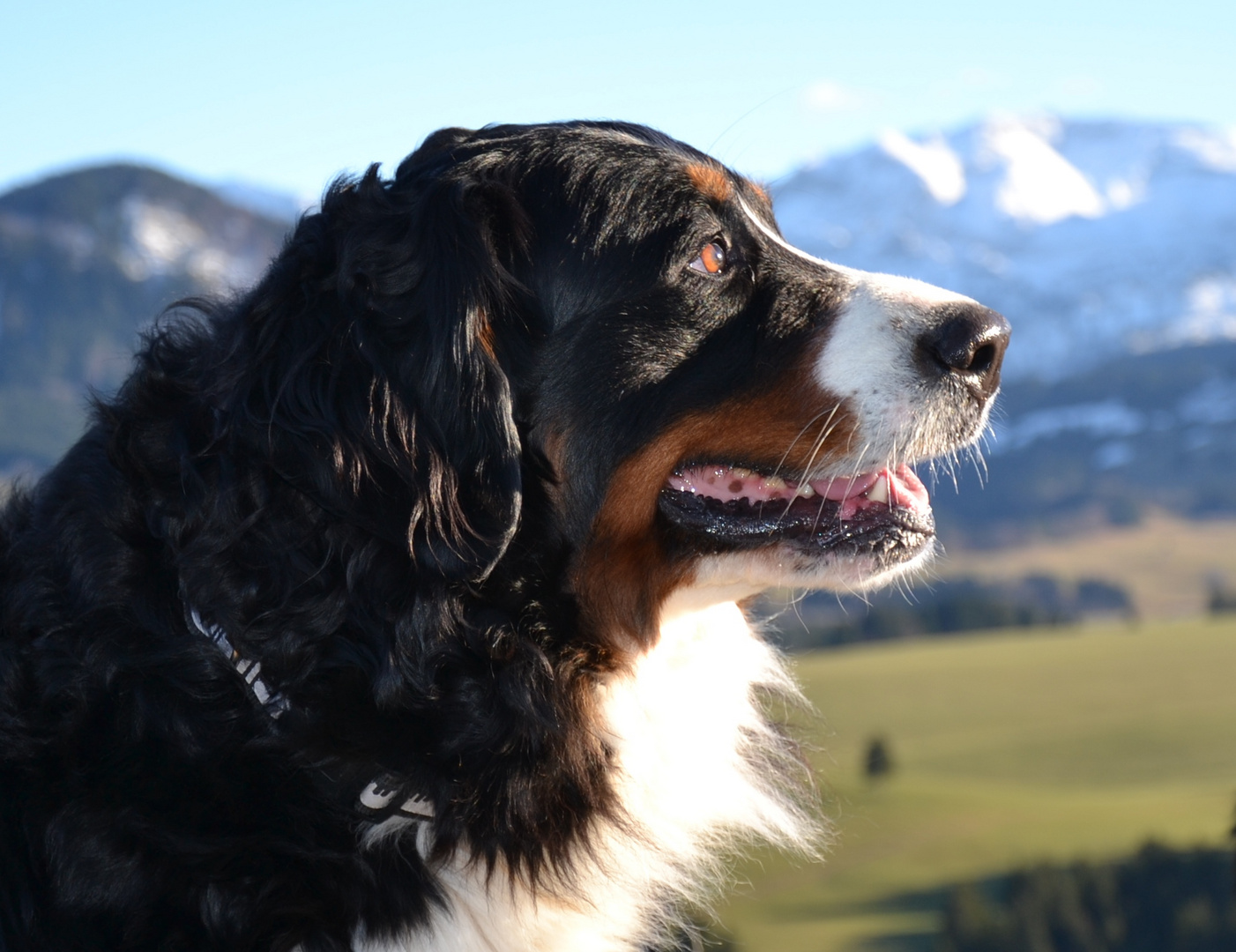 Berner Sennenhündin LARA vor den Allgäuer Alpen